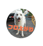 白犬クーの日常（個別スタンプ：35）