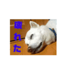 白犬クーの日常（個別スタンプ：36）
