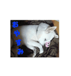 白犬クーの日常（個別スタンプ：37）