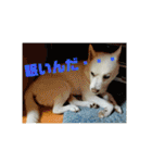 白犬クーの日常（個別スタンプ：39）