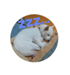 白犬クーの日常（個別スタンプ：40）