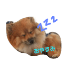毎日使えるわんこスタンプ（個別スタンプ：3）