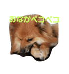 毎日使えるわんこスタンプ（個別スタンプ：4）