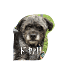 マイロの日常（個別スタンプ：2）