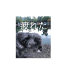 マイロの日常（個別スタンプ：8）