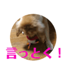 ブレるおこめ（個別スタンプ：9）