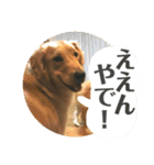 ブレるおこめ（個別スタンプ：11）
