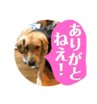 ブレるおこめ（個別スタンプ：12）