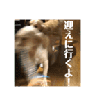 ブレるおこめ（個別スタンプ：22）