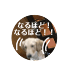 ブレるおこめ（個別スタンプ：24）
