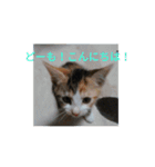 子猫のるなと凜（個別スタンプ：1）