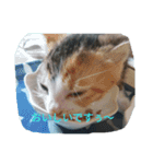 子猫のるなと凜（個別スタンプ：2）