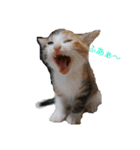 子猫のるなと凜（個別スタンプ：3）