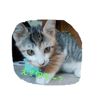子猫のるなと凜（個別スタンプ：4）