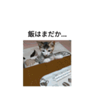 子猫のるなと凜（個別スタンプ：5）
