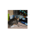 子猫のるなと凜（個別スタンプ：7）