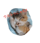 子猫のるなと凜（個別スタンプ：8）