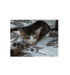 子猫のるなと凜（個別スタンプ：9）