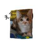 子猫のるなと凜（個別スタンプ：10）