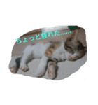 子猫のるなと凜（個別スタンプ：13）