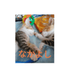 子猫のるなと凜（個別スタンプ：15）