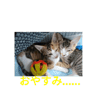 子猫のるなと凜（個別スタンプ：16）