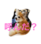 チワワんだワン（個別スタンプ：1）