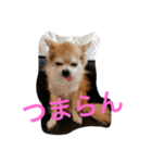 チワワんだワン（個別スタンプ：2）