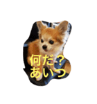チワワんだワン（個別スタンプ：3）