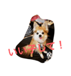 チワワんだワン（個別スタンプ：4）