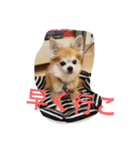 チワワんだワン（個別スタンプ：7）