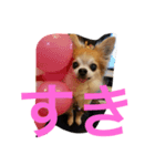 チワワんだワン（個別スタンプ：8）