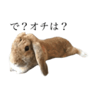 うさぎのアッサム（個別スタンプ：1）