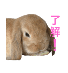 うさぎのアッサム（個別スタンプ：7）