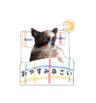 ポメシーニコとおばあ ほのぼのスタンプ（個別スタンプ：12）