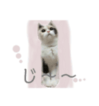 ピグとフク（個別スタンプ：6）