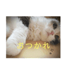 ピグとフク（個別スタンプ：9）