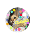 ピグとフク（個別スタンプ：11）