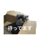 トイプーのくぅちゃん（個別スタンプ：1）