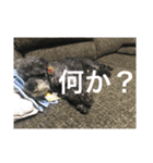 トイプーのくぅちゃん（個別スタンプ：2）