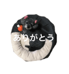 トイプーのくぅちゃん（個別スタンプ：3）