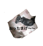 トイプーのくぅちゃん（個別スタンプ：6）