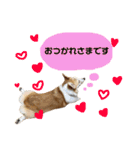 コーギーめるさんの一言（個別スタンプ：7）