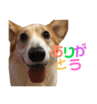 コーギーめるさんの一言（個別スタンプ：9）
