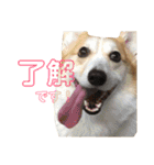 コーギーめるさんの一言（個別スタンプ：10）