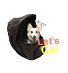 コーギーめるさんの一言（個別スタンプ：20）