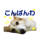 コーギーめるさんの一言（個別スタンプ：29）