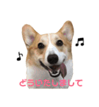 コーギーめるさんの一言（個別スタンプ：34）