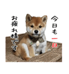 豆柴くんスタンプ（個別スタンプ：1）