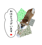 豆柴くんスタンプ（個別スタンプ：2）